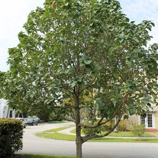 thumbnail for publication: Cordia sebestena: Geiger Tree